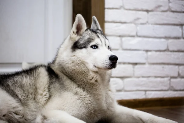 Сибирская хаски дома лежит на полу. образ жизни с собакой — стоковое фото