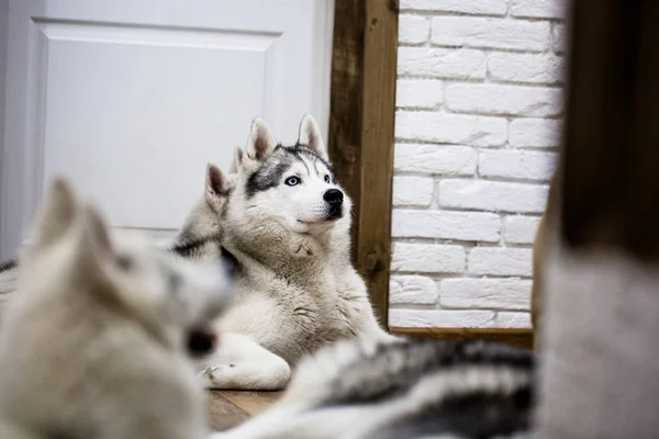 Casca siberiana em casa deitada no chão. estilo de vida com cão — Fotografia de Stock