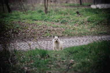 Yalnız köpek oturma açık. Sevimli küçük cur doğa arka plan üzerinde. Dostluk. yalnızlık ve özveri.