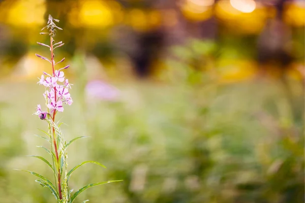 Färg blomma bakgrund i sommar. Makro skott. Copyspace för text och design — Stockfoto