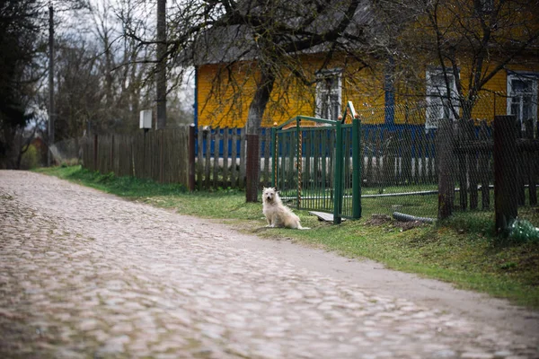 Lonely dog sitting outdoor near the house — Stock Photo, Image