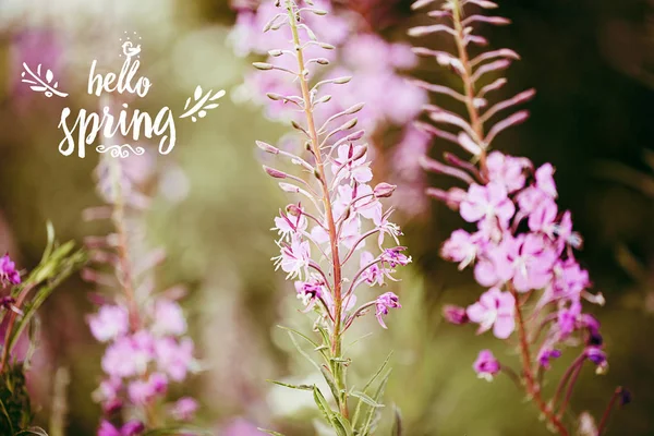 Hello spring text. color flower background. Macro shot. Copyspace for design. — Stock Photo, Image