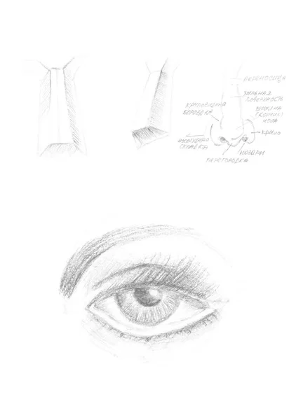 Ручной рисунок иконки глаза и носа человека, кисть рисунок серого знака, оригинальная ручная роспись глаза изолированы на белом фоне. Академический рисунок — стоковое фото