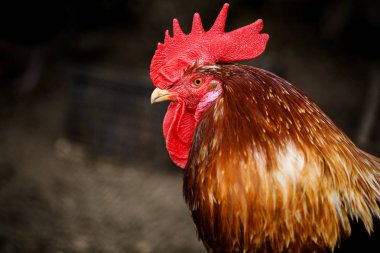 Heybetli parlak renkli horozun portresi. Çiftlikte Serbest Penis ve Tavuklar. Köy ekonomisi kavramı.