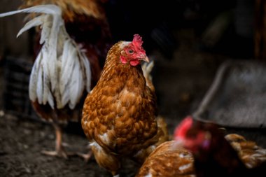Formidable portresi tavuk parlak renkli. Ücretsiz aralığı yerli kuş ve diğer tavuk çiftliğinde arka plan üzerinde. Köyü Eko kavramı.