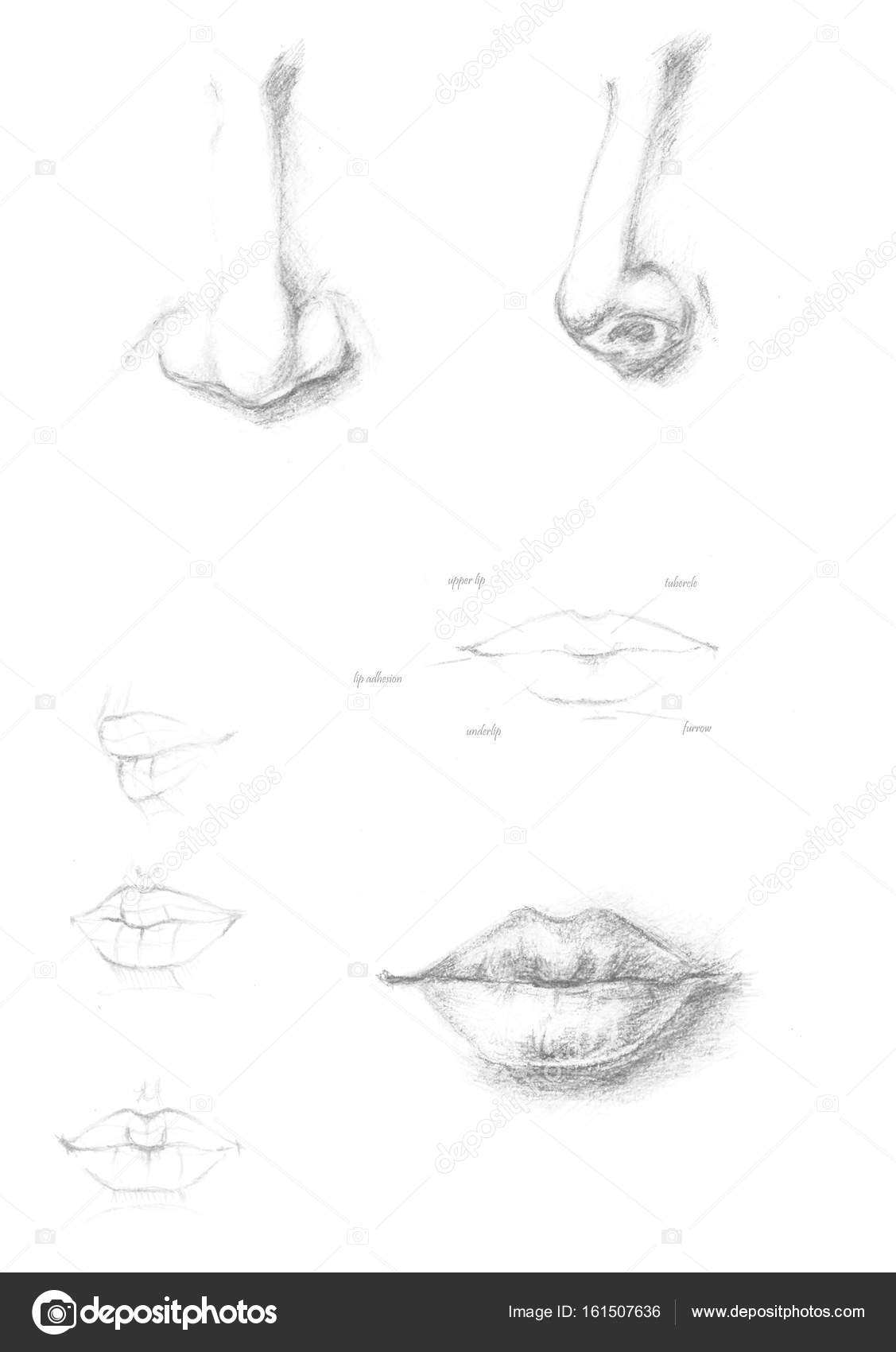 Illustrazione Naso Da Disegnare Labbra E Naso Umano