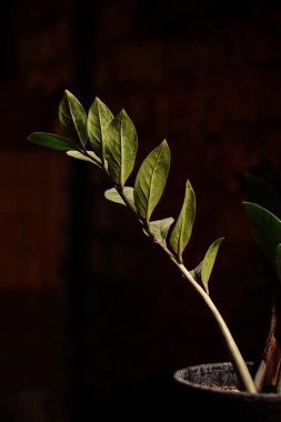 Şube tencerede yaprakları ile. Yeni bir hayat kavramı.