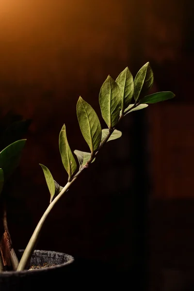 Zweig mit Blättern im Topf. Konzept des neuen Lebens. — Stockfoto