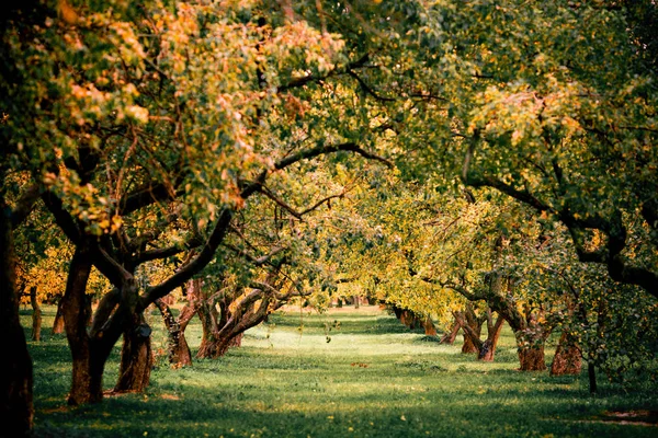 Grüne Herbstbäume im Park im Oktober. Jahrgangsfarbe. Bild im Retro-Stil — Stockfoto