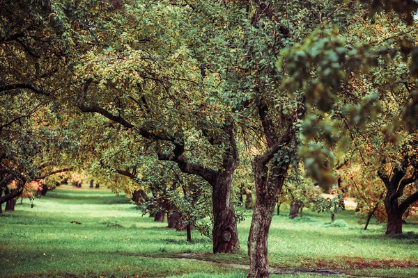 Árvores de outamn verdes no parque em outubro. Cor vintage. Imagem estilo retro — Fotografia de Stock