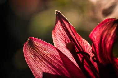 Makro çekim çiçek. Doğa arka plan fotoğraf