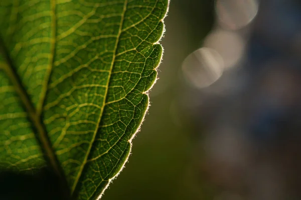 Macro shot of leaf. Fotografia de fundo natureza — Fotografia de Stock