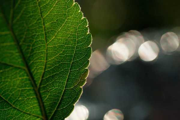 잎의 매크로 샷입니다. 자연 배경 사진 — 스톡 사진