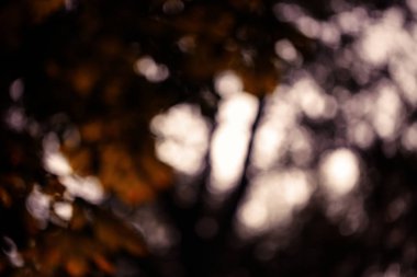 Renkli bokeh arka plan. doğa renkleri soyut bulanık çevrelerde. Boşaltmak için tasarım ve metin.