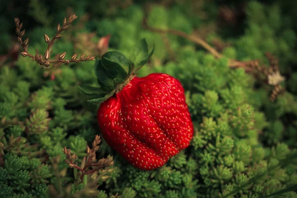 Fragole fresche in giardino. Primo piano foto — Foto Stock