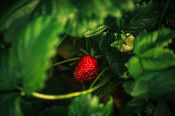Frische Erdbeeren im Garten. Nahaufnahme Foto — Stockfoto