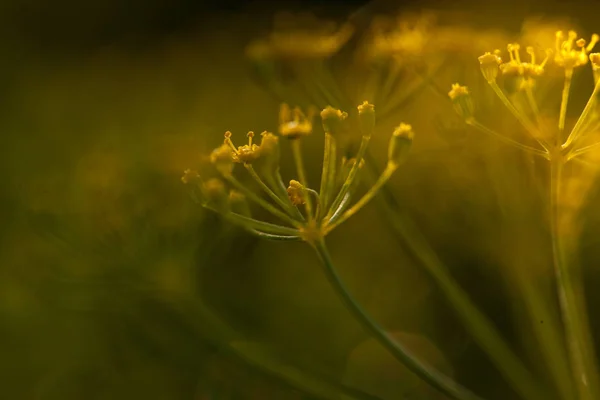 꽃의 매크로 샷입니다. 자연 배경 사진입니다. 근접 촬영 사진 — 스톡 사진