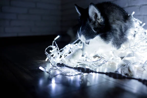 Husky siberiano in luci di anno nuovo. Stile di vita con cane. Mattone muro di sfondo — Foto Stock