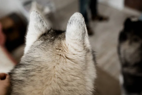 Cabeça de husky siberiana. Vista traseira. Estilo de vida com cão — Fotografia de Stock