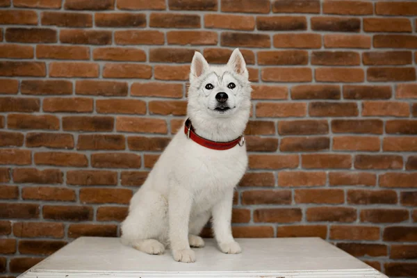 Cachorrinho husky siberiano sentado na mobília. Estilo de vida com cão — Fotografia de Stock