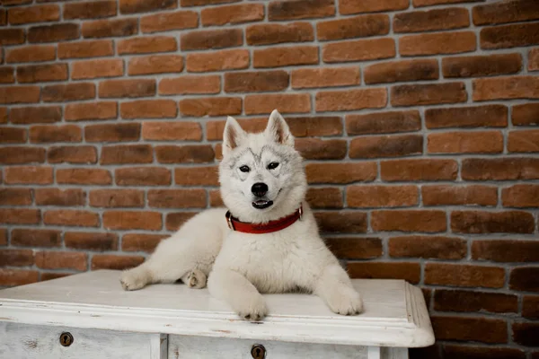 Cachorrinho husky siberiano sentado na mobília. Estilo de vida com cão — Fotografia de Stock