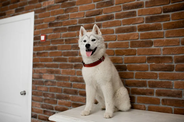 Σιβηρίας μεγαλόσωμος κουτάβι συνεδρίαση στα έπιπλα. Τρόπο ζωής με το σκύλο — Φωτογραφία Αρχείου