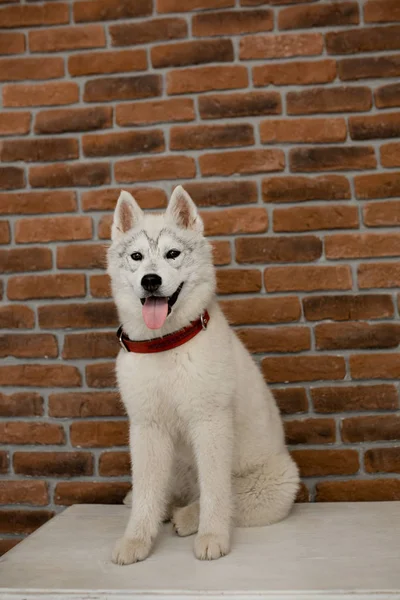 Cachorro husky siberiano sentado en los muebles. Estilo de vida con perro —  Fotos de Stock