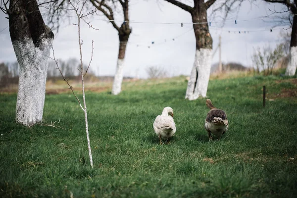 Gansos brancos selvagens e gansos Greylag na aldeia. Ganso doméstico de quintal — Fotografia de Stock