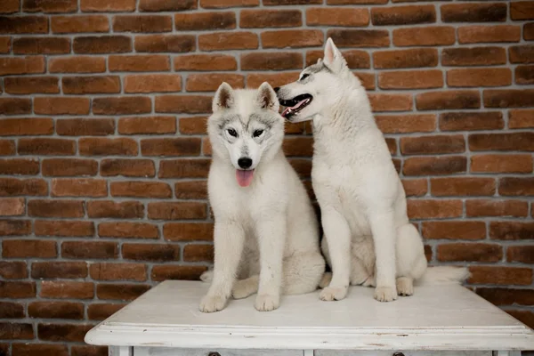 Due cuccioli husky siberiani a casa si siedono e giocano. stile di vita con cane — Foto Stock