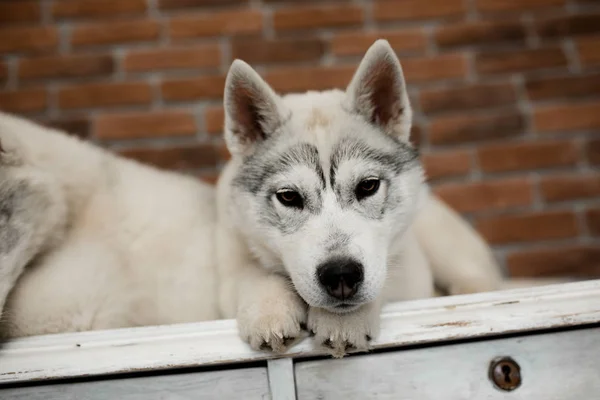 Два щенки Сибірський хаски вдома сидіти і грати. спосіб життя з собакою — стокове фото