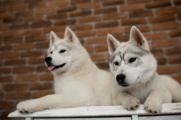 Daheim sitzen und spielen zwei sibirische Husky-Welpen. Lebensstil mit Hund — Stockfoto