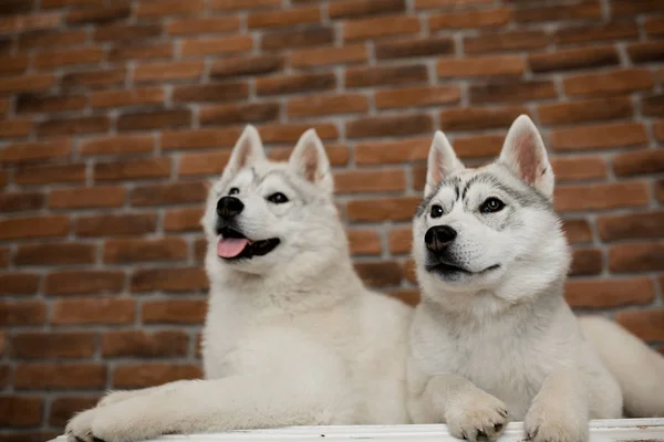 Dos cachorros husky siberianos en casa sentarse y jugar. estilo de vida con perro —  Fotos de Stock