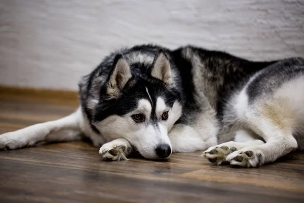 Casca siberiana em casa deitada no chão. estilo de vida com cão — Fotografia de Stock