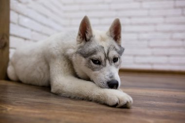 Sibirya husky köpek evde yerde yatıyor. köpek sayesinde Live tarzı