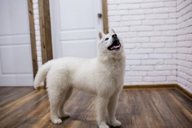 Sibirya husky köpek evde. köpek sayesinde Live tarzı