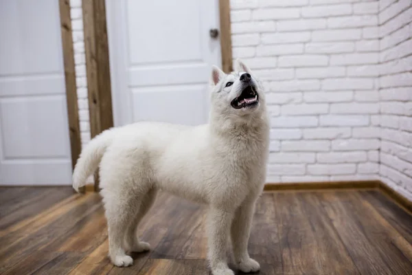 Cachorro husky siberiano en casa. estilo de vida con perro —  Fotos de Stock