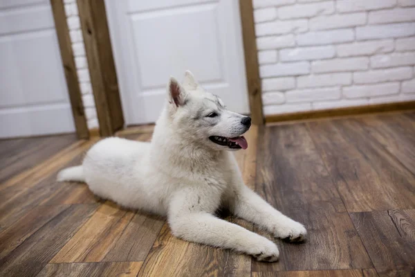 Cachorrinho husky siberiano em casa deitado no chão. estilo de vida com cão — Fotografia de Stock