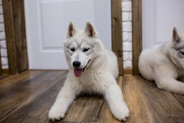 Cachorrinho husky siberiano em casa deitado no chão. estilo de vida com cão — Fotografia de Stock