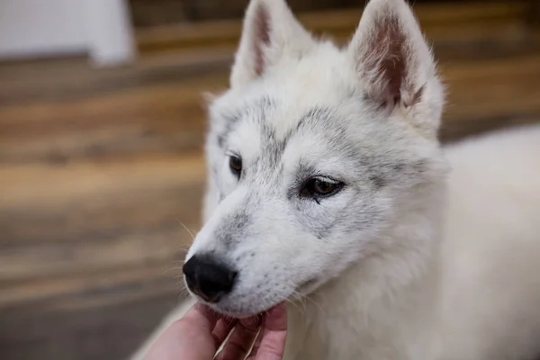 Sibirische Huskywelpen zu Hause. Lebensstil mit Hund — Stockfoto