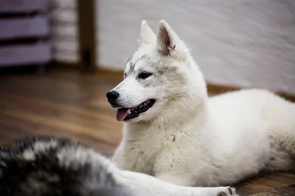 Siberische husky puppy thuis. levensstijl met hond — Stockfoto