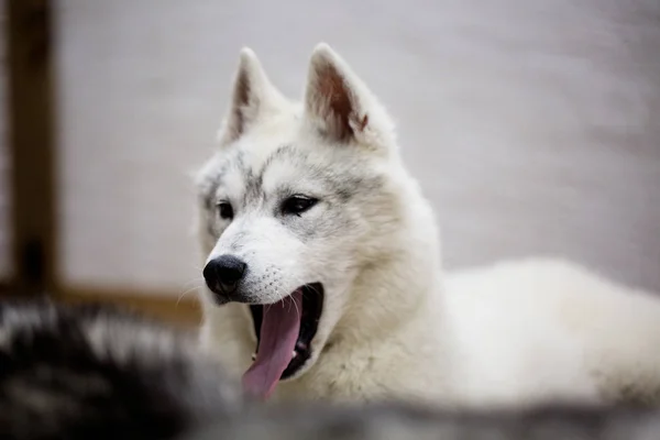 Сибирский хаски щенок дома. образ жизни с собакой — стоковое фото