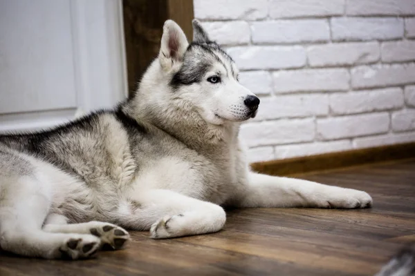 Сибірський хаски вдома лежав на підлозі. спосіб життя з собакою — стокове фото