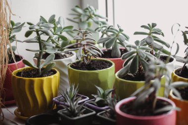 Beyaz çatı iç İskandinav tarzı bir cam renk tencerede yeşil etli