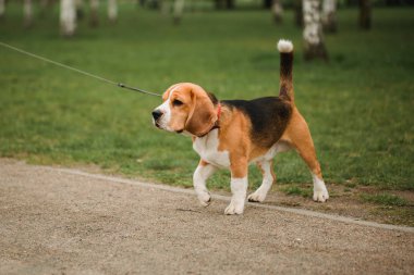 Parkta oynarken Beagle yavru köpek. Bir leash üzerinde itaatkar pet