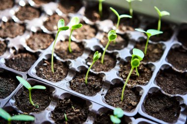 Salatalık, balkabağı, karpuz tohumu yetiştirme tepsisinde yetişiyor. Evde sebze çiftliği var. Tohum yetiştirmek için seçici yaklaşım. Sığ alan derinliği.