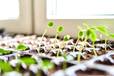 Salatalık, balkabağı, karpuz tohumu yetiştirme tepsisinde yetişiyor. Evde sebze çiftliği var. Tohum yetiştirmek için seçici yaklaşım. Sığ alan derinliği.