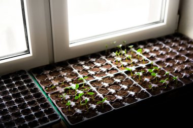 Salatalık, balkabağı, karpuz tohumu yetiştirme tepsisinde yetişiyor. Evde sebze çiftliği var. Tohum yetiştirmek için seçici yaklaşım. Sığ alan derinliği.