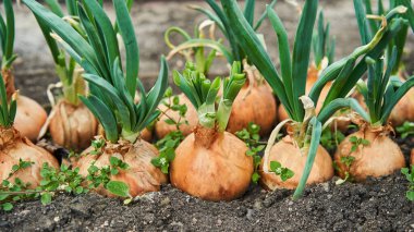 Bahçeye soğan ekiyorum. Sebze bahçesindeki tarım çiftliği..