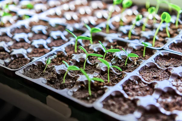 Pepinos Abóbora Mudas Melancia Crescendo Bandeja Cultivo Plantação Vegetais Casa — Fotografia de Stock