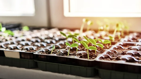 Pepinos Abóbora Mudas Melancia Crescendo Bandeja Cultivo Plantação Vegetais Casa — Fotografia de Stock